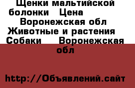 Щенки мальтийской болонки › Цена ­ 13 000 - Воронежская обл. Животные и растения » Собаки   . Воронежская обл.